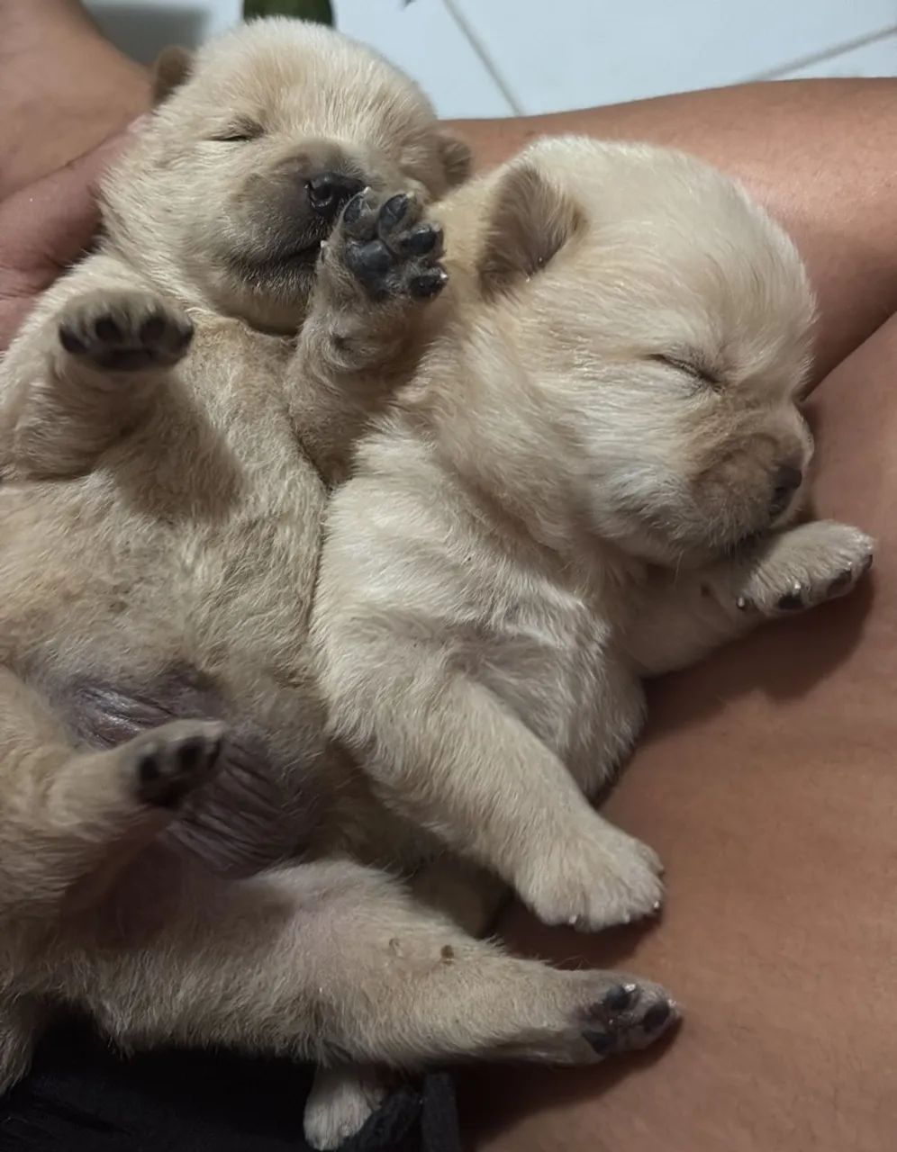 Filhote chow chow  - Foto 3