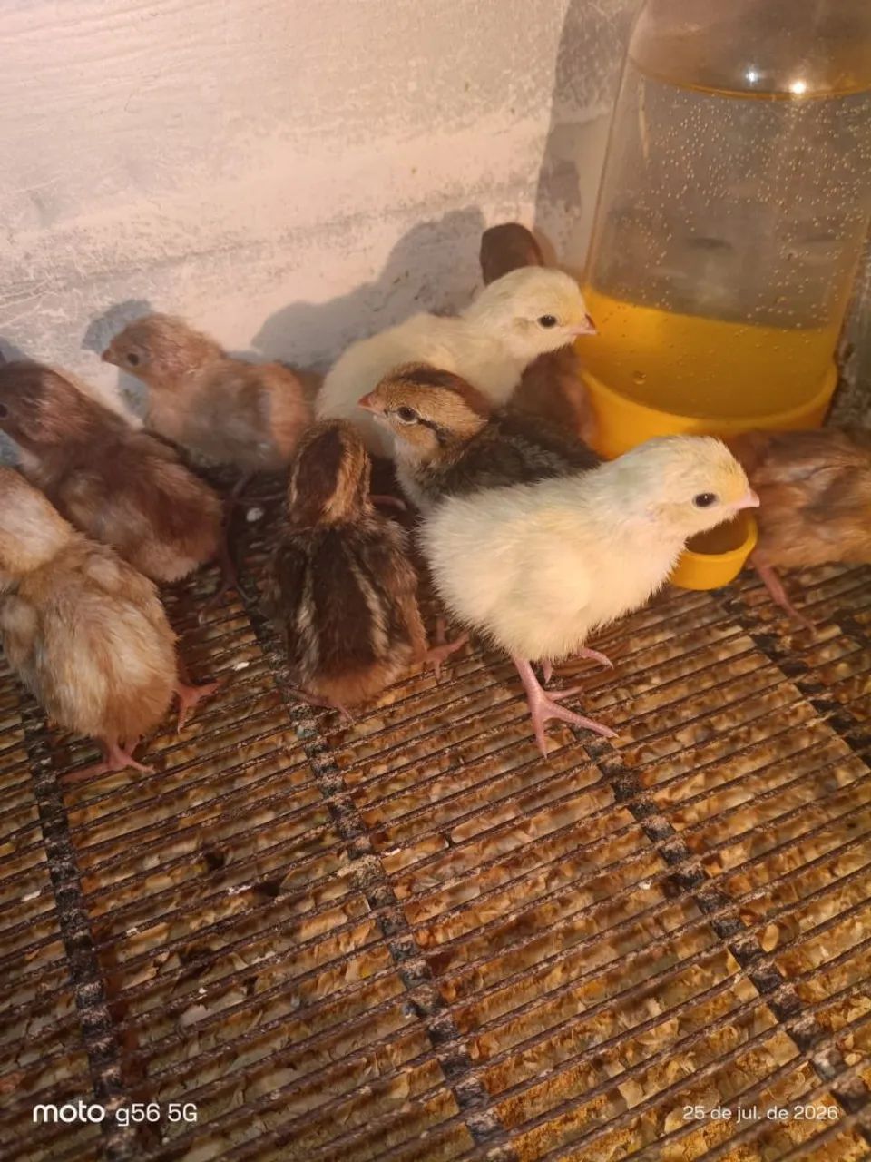 Codorna e ovos - Foto 4