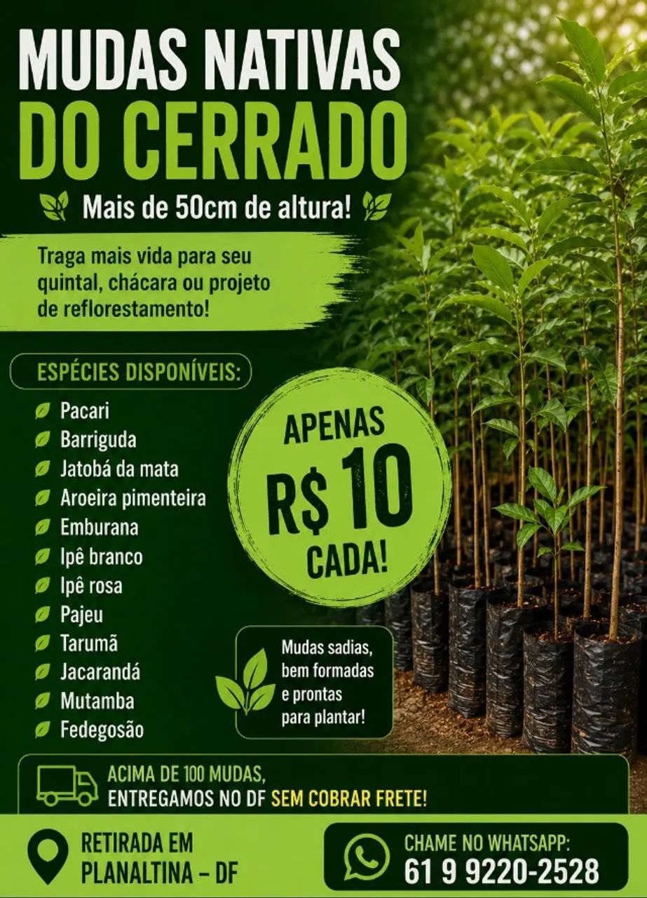 Mudas nativas do cerrado