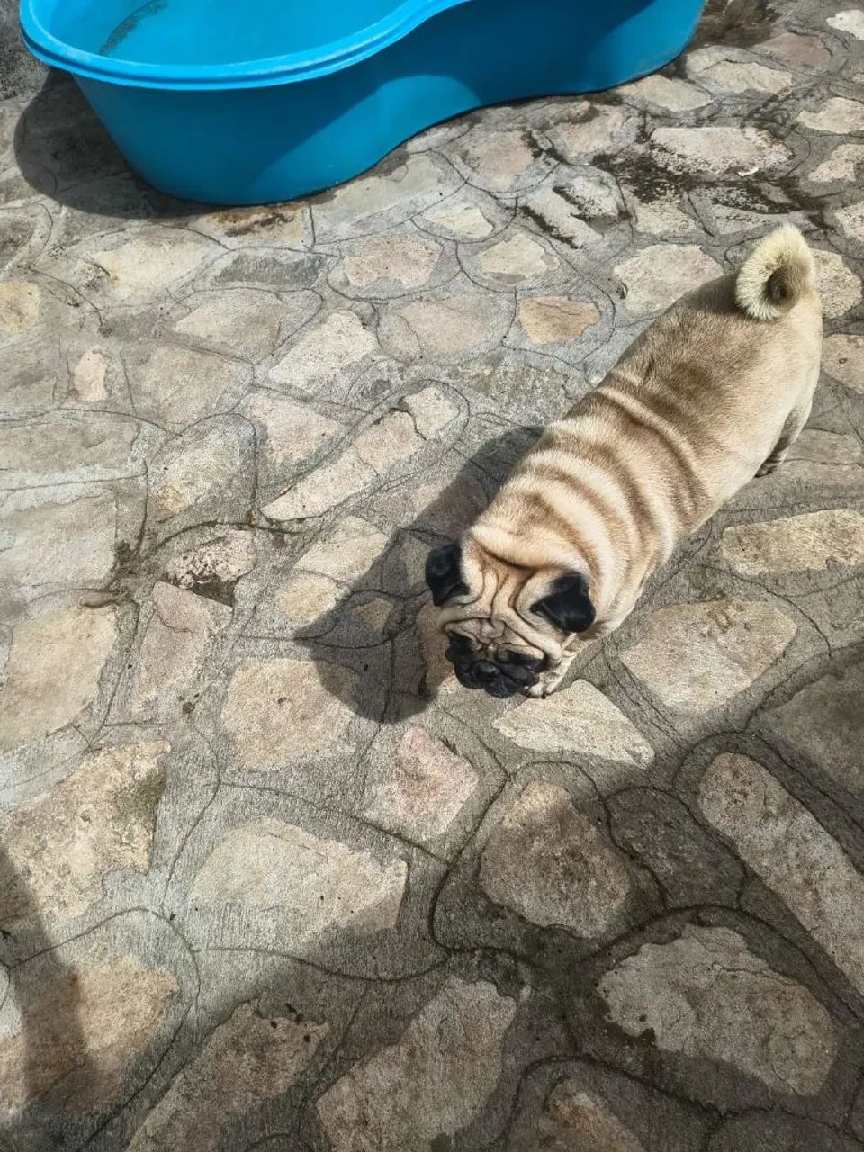 Pug 5 anos - Foto 3