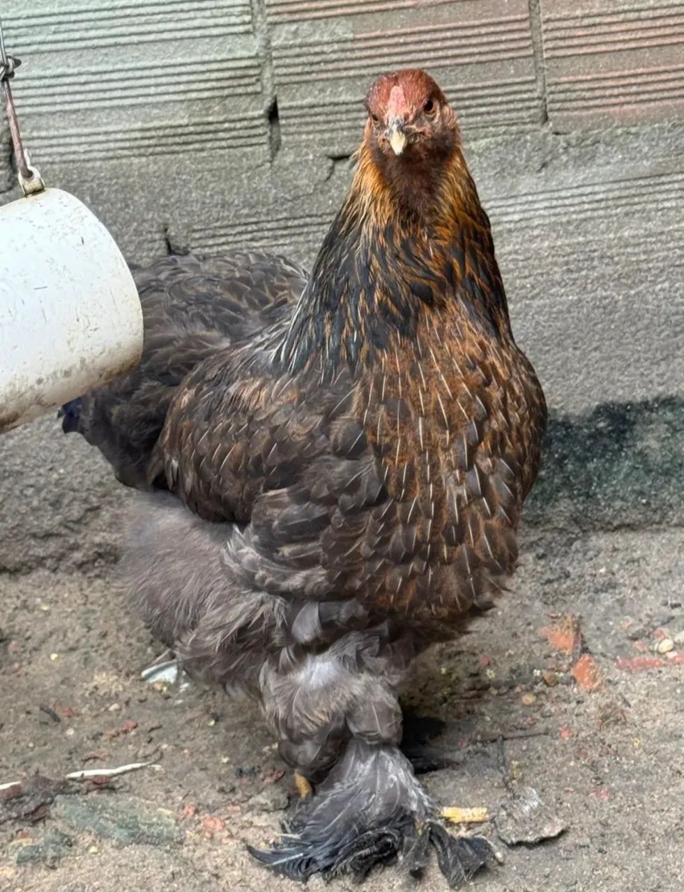 galinha de raça brahma - Foto 2