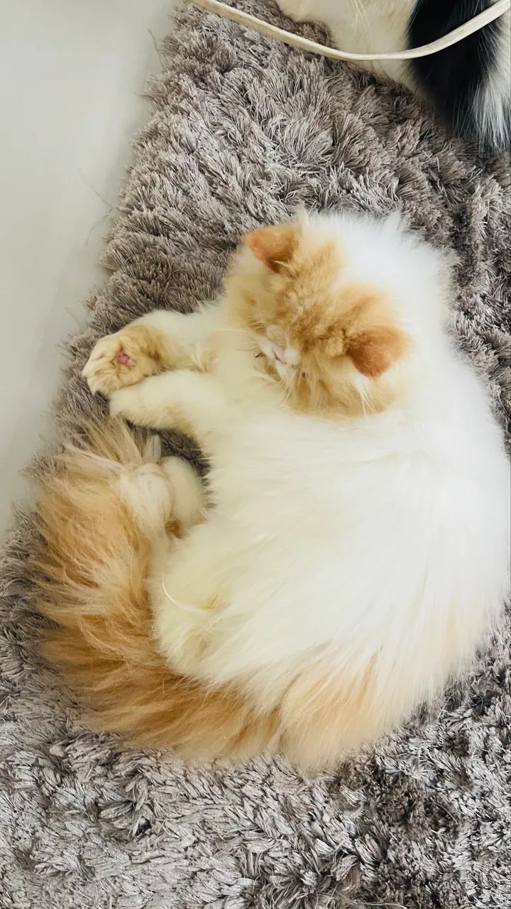 Gato - Foto 2