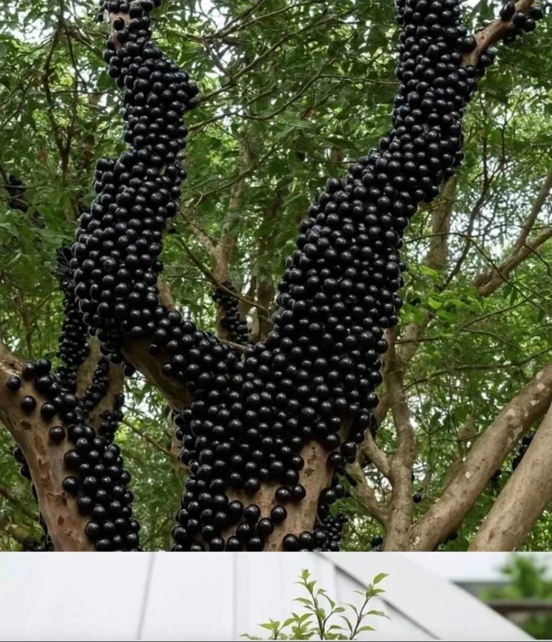 Jaburicabeira ( Árvores frutíferas)
