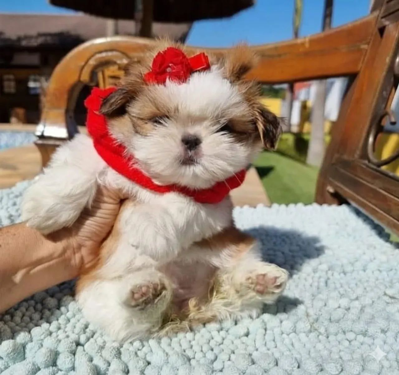 Shih tzu Mine  - Foto 2