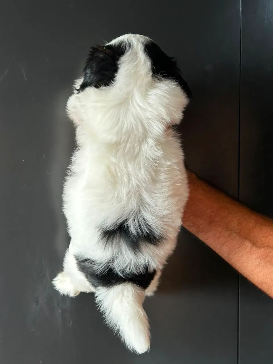 Um amor peludo - Foto 5