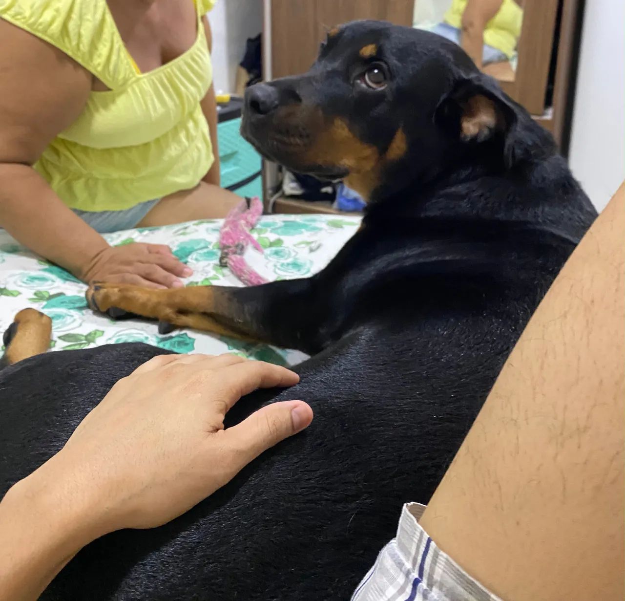 Rottweiler  - Foto 2