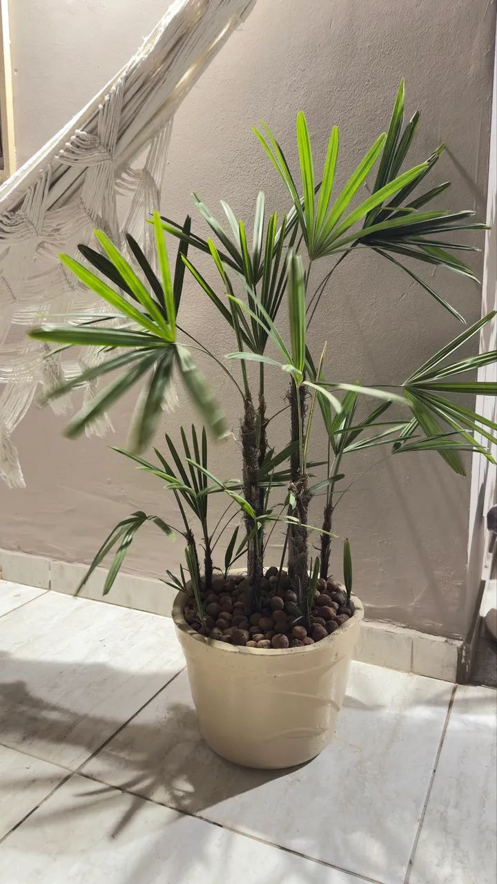 Planta Natural - Foto 3