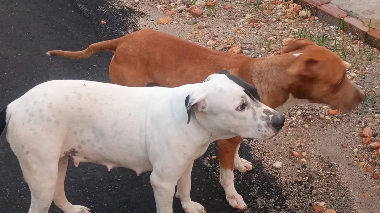 Filhotes de cães  - Foto 2