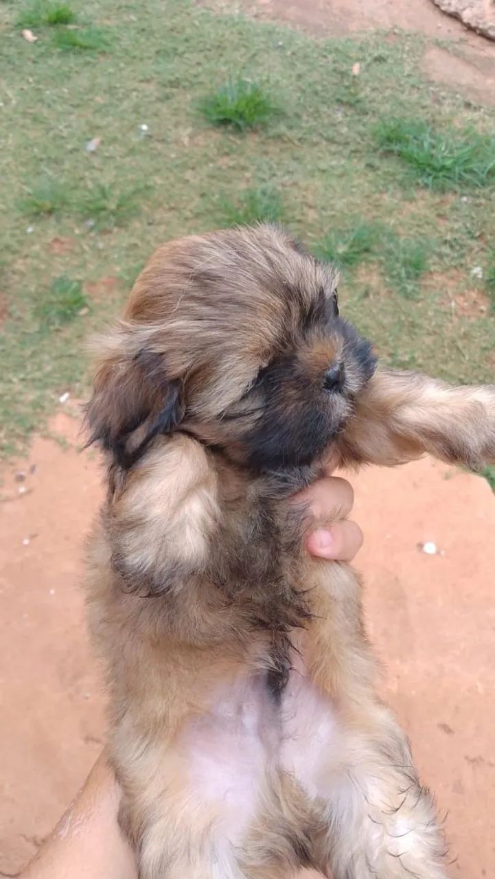 Vendo um Shitzu macho