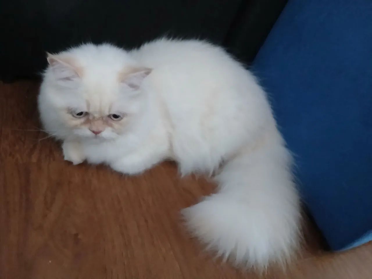 Gato Persa - Foto 2