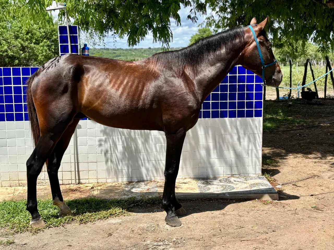 Vendo cavalo Mangalarga Marchador 4 anos