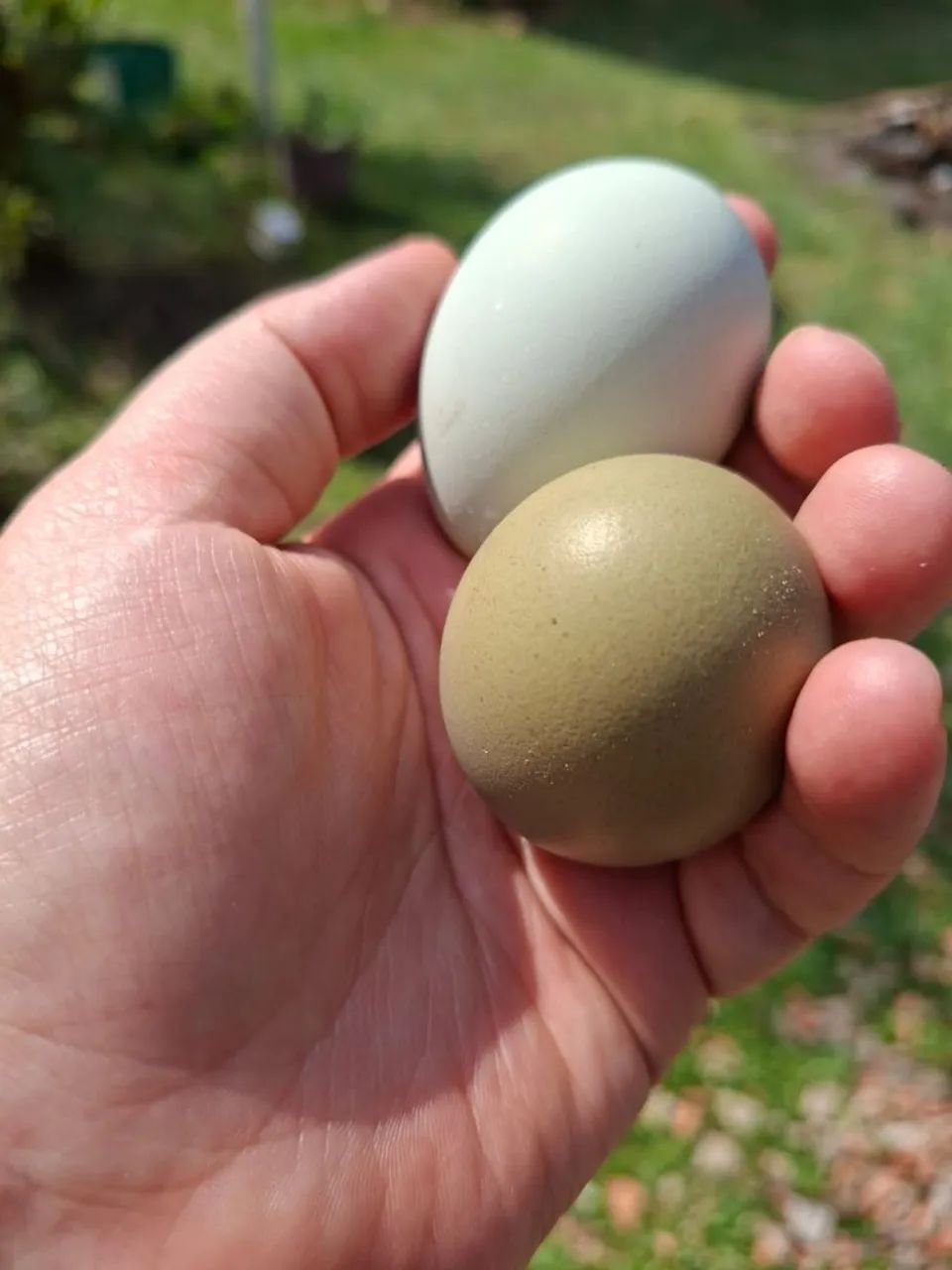 Ovos ferteis de Easter eggs  - Foto 3