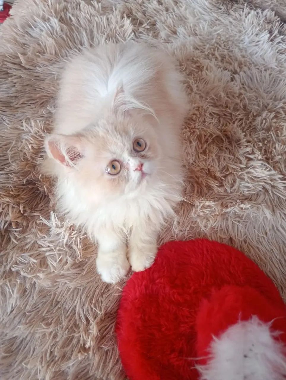 Gatinho persa  - Foto 3