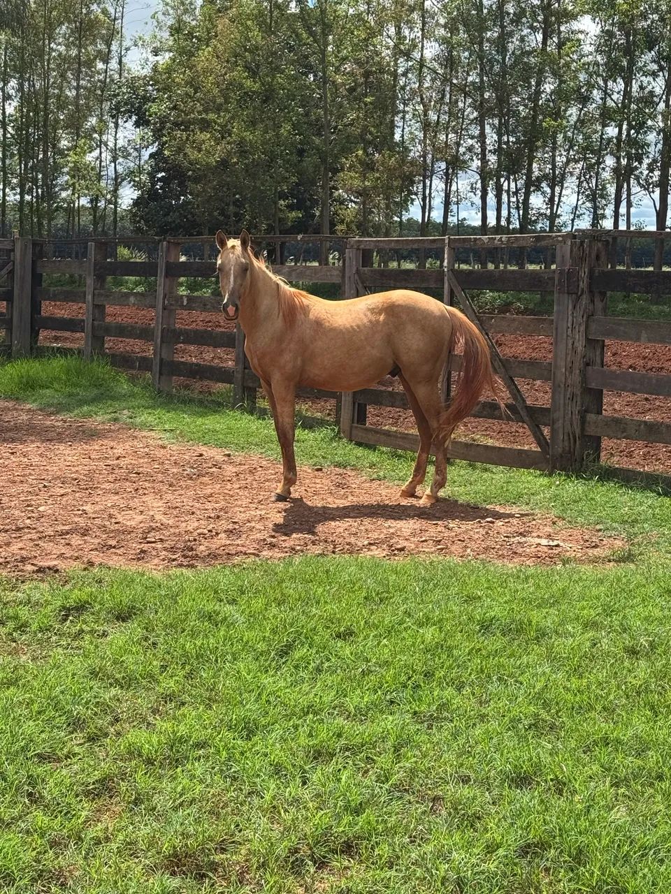 Potro palomino PO - Foto 3