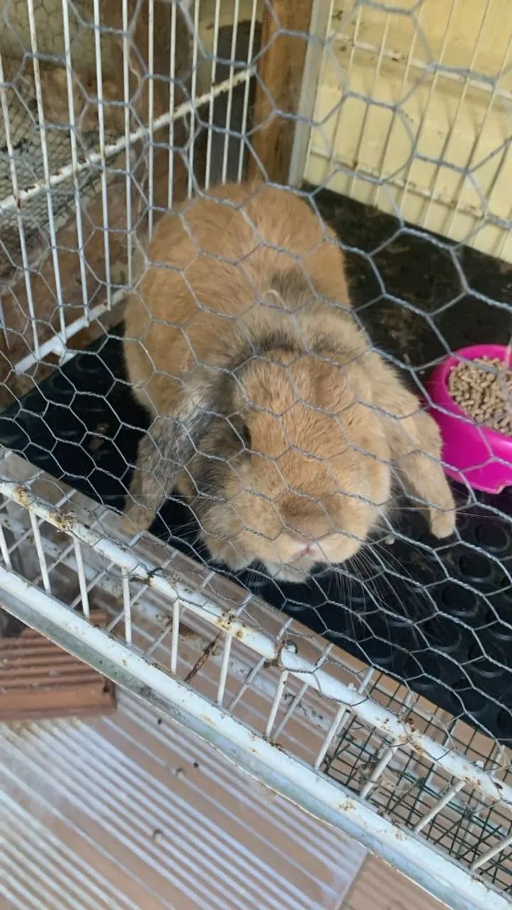 Coelho mini lop legítimo  - Foto 5