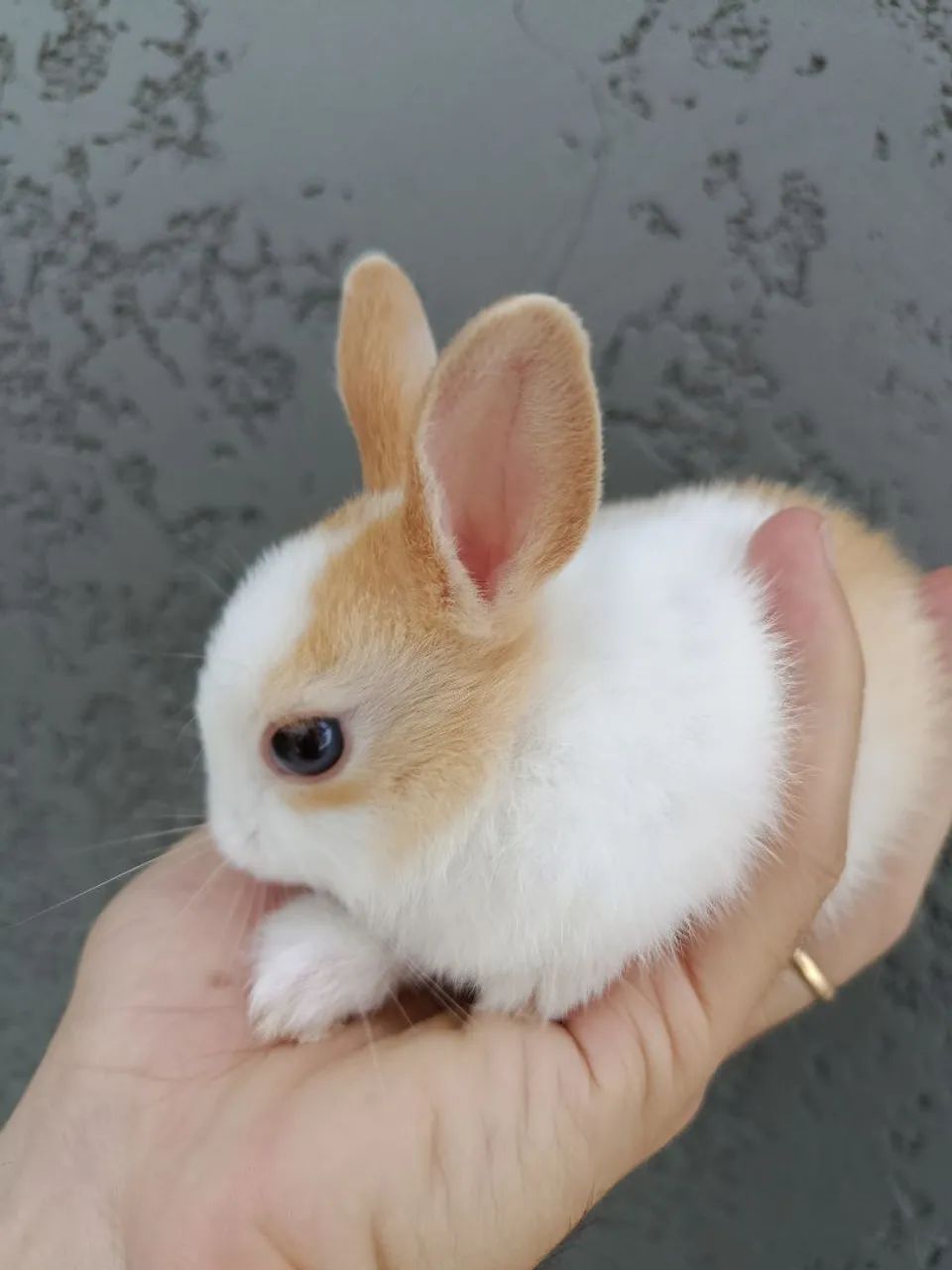 Mini-coelhos filhotes  - Foto 3