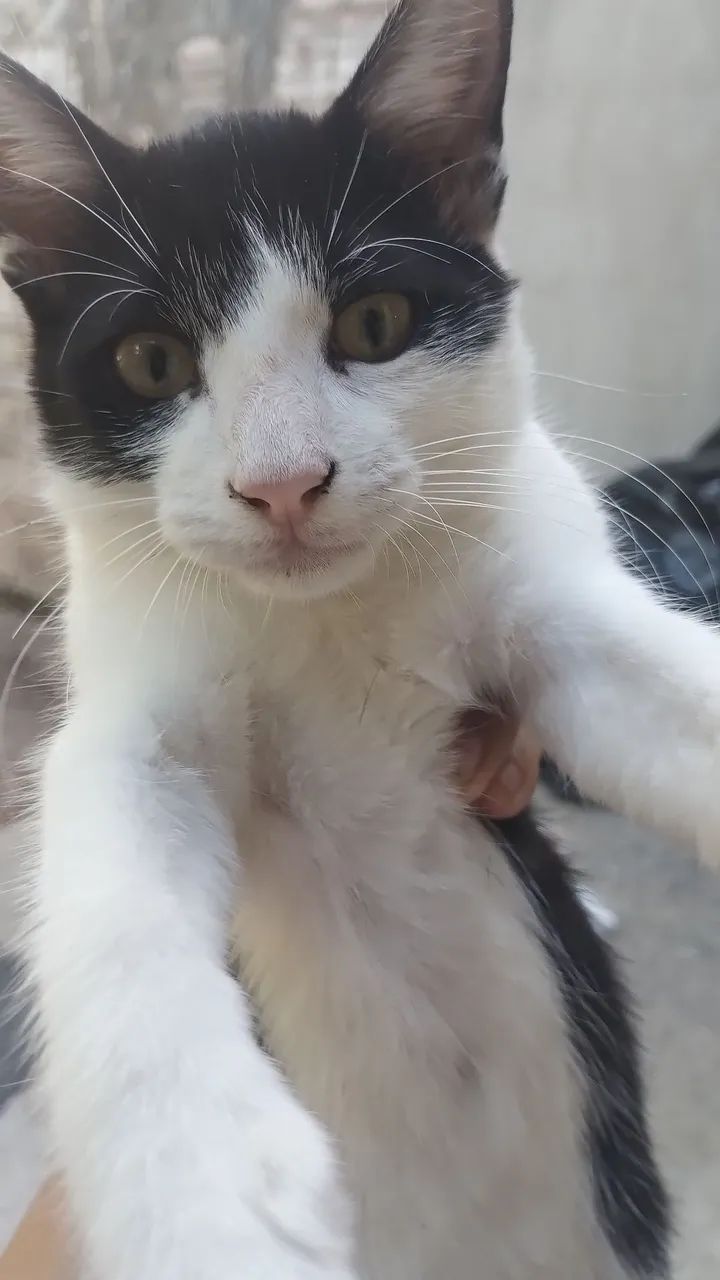 GATINHO MACHO DISPONÍVEL PARA ADOÇÃO RESPONSÁVEL  - Foto 2