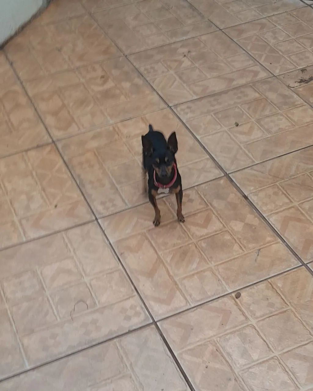 Pinscher macho