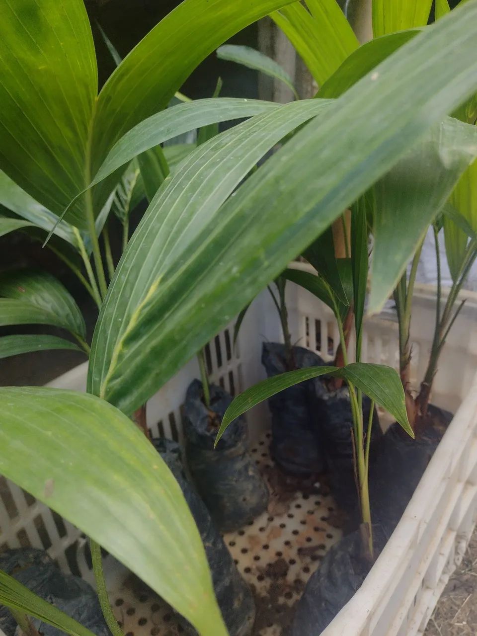 Mudas de plantas  - Foto 2