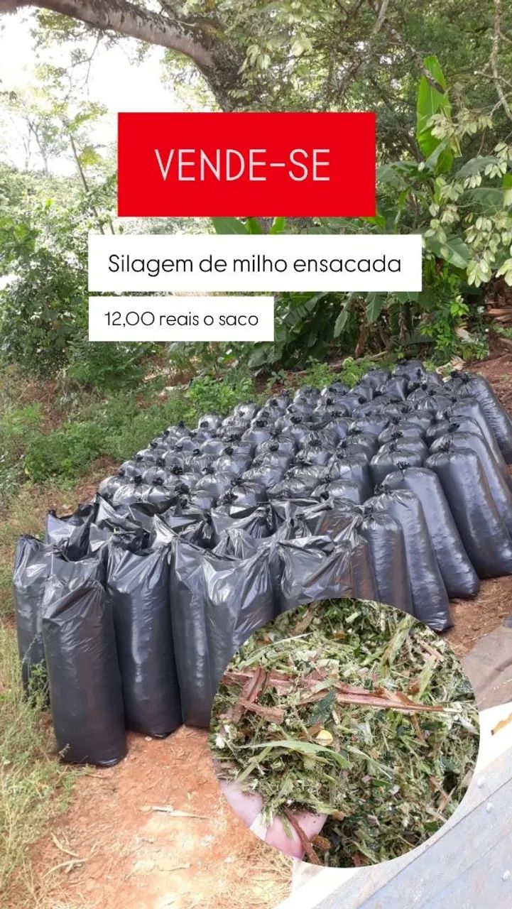 silagem de milho ensacada 