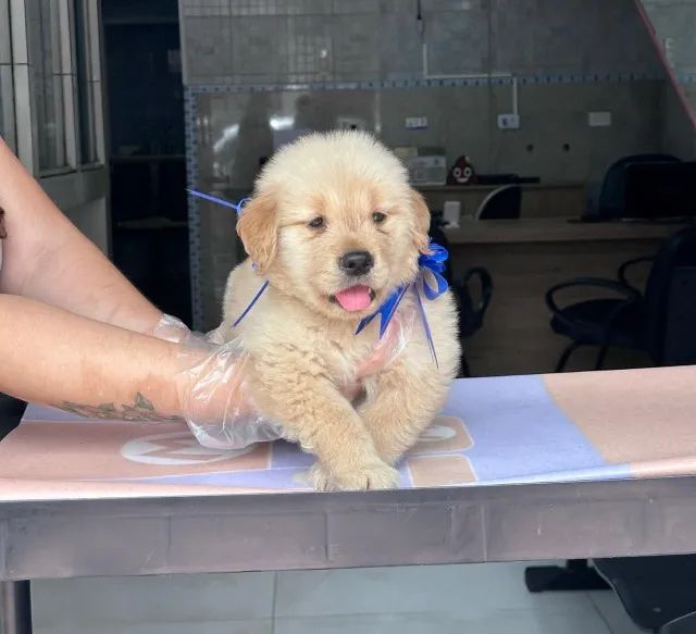 Golden Retriever machos e fêmeas -Filhotes para Quem Busca Qualidade de Verdade