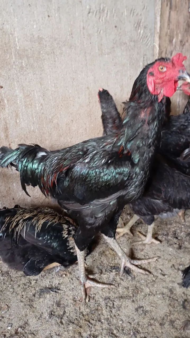 Ovos caipira galado , na promoção  - Foto 5