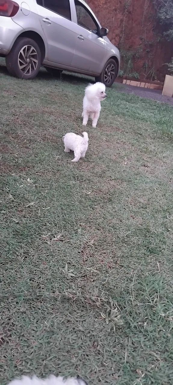 Poodle 