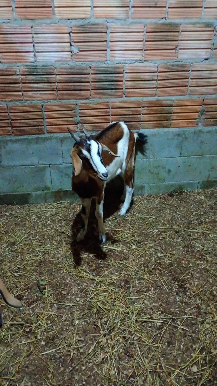 Cabra cabrita  - Foto 3