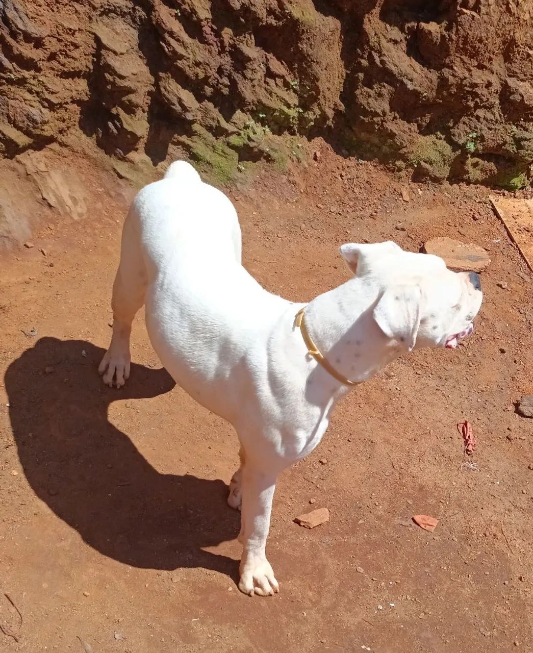 Boxer vendo ou troco - Foto 2
