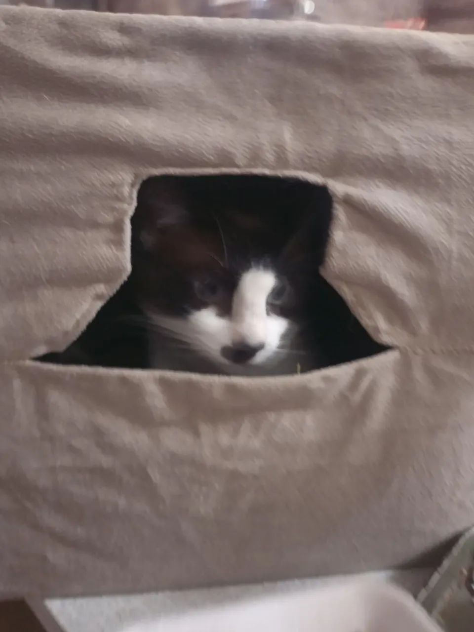 Cama de gato