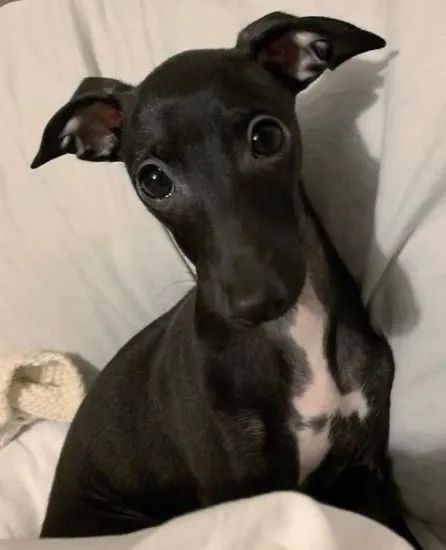 Whippet  - Foto 3