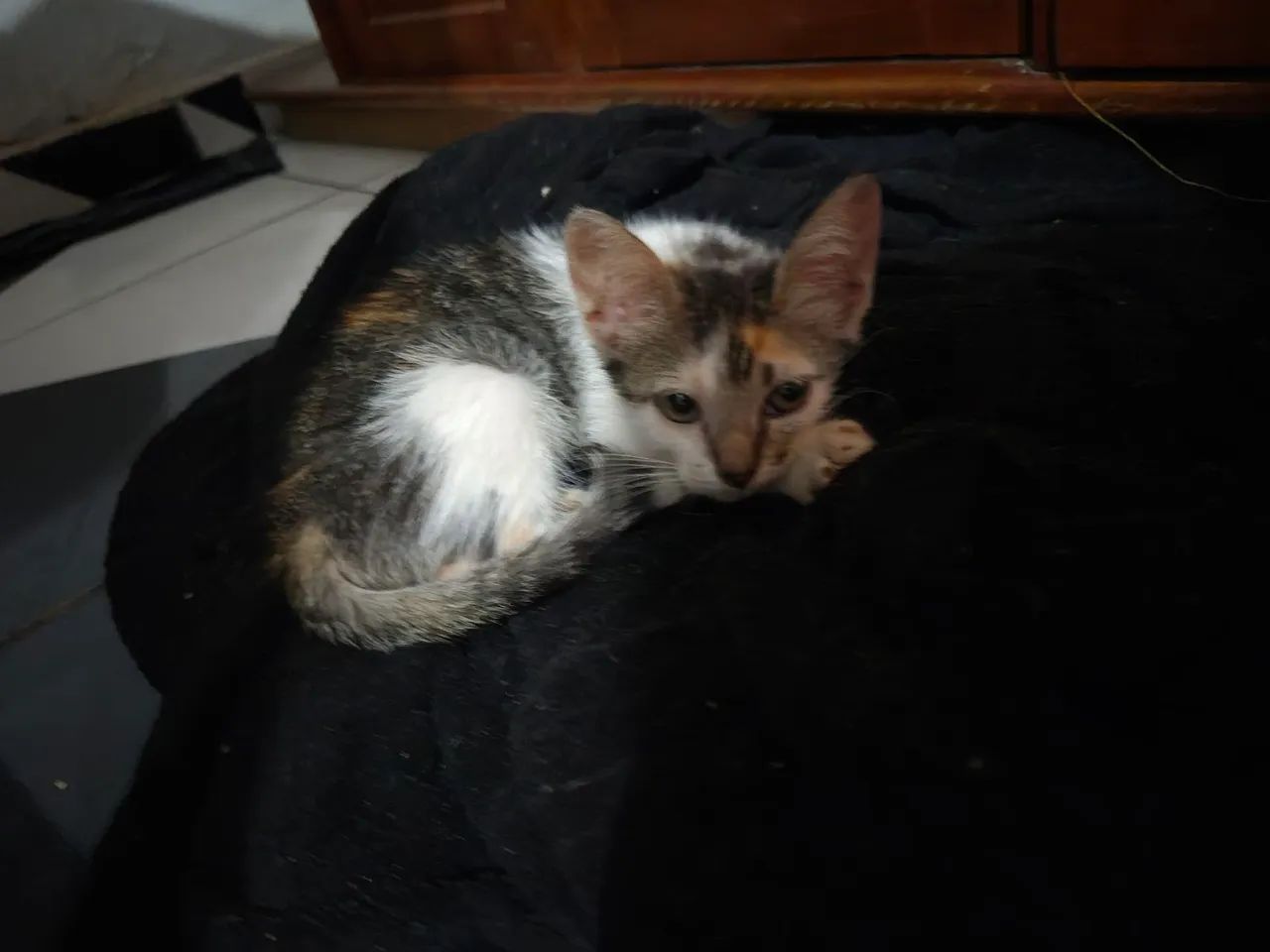 Gatinhas para adoçao - Foto 3