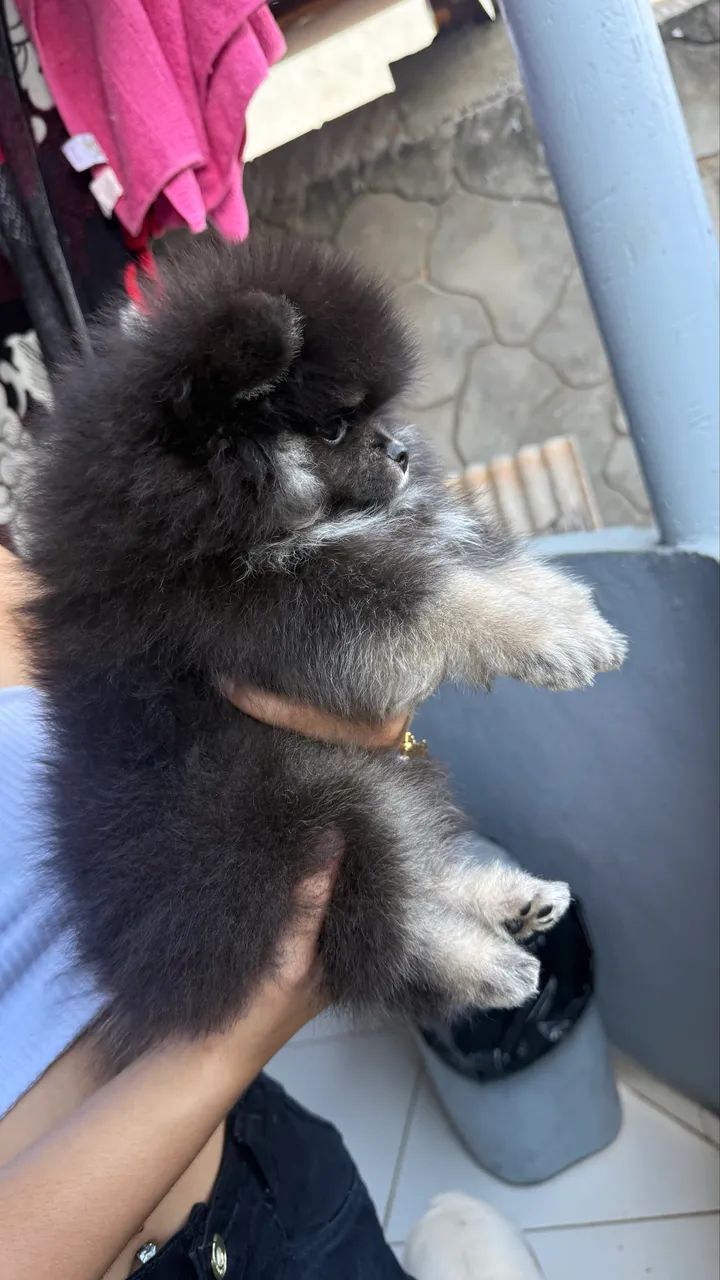 Spitz alemão machinho - Foto 2