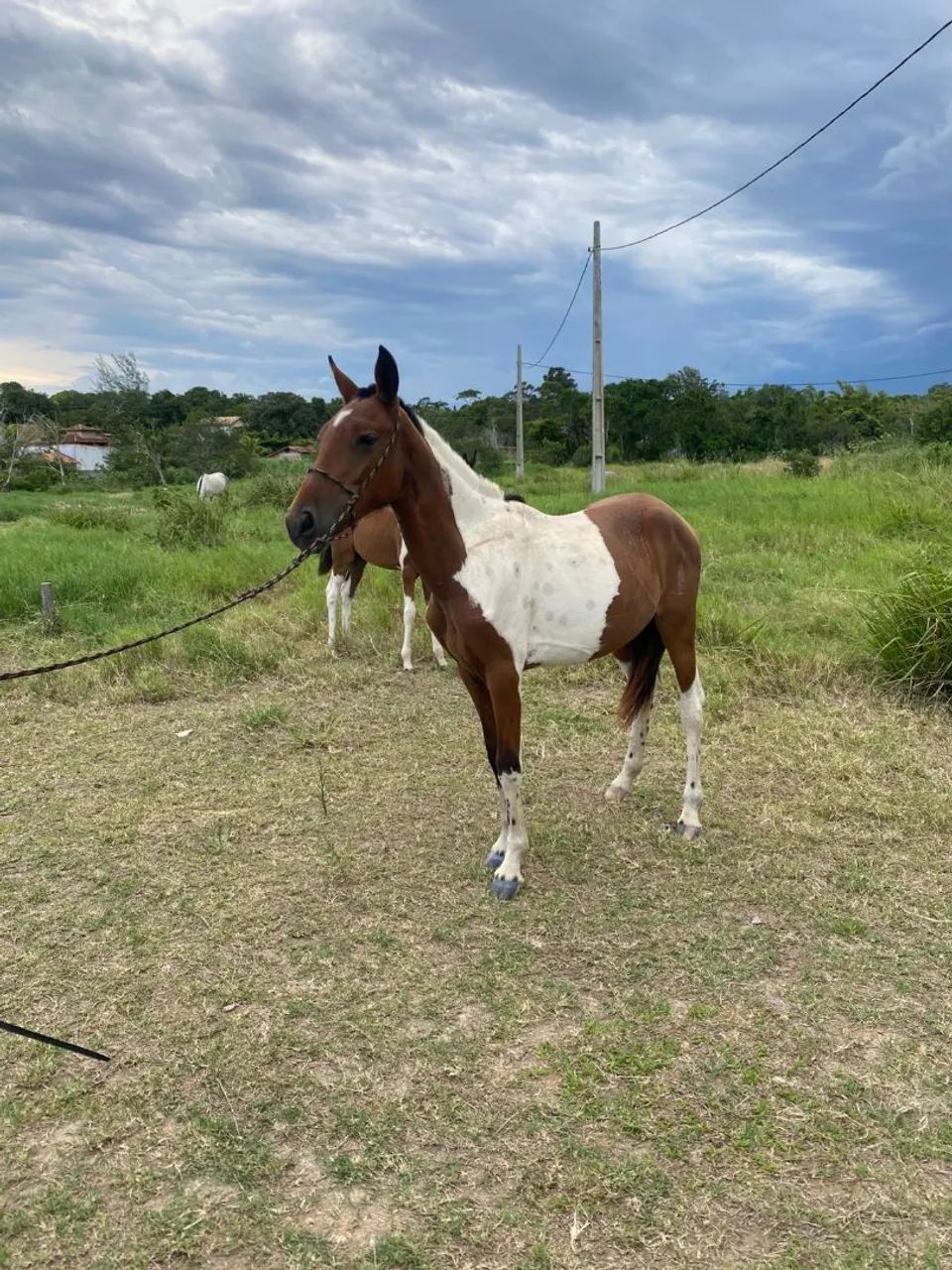 Potra pampa  - Foto 3