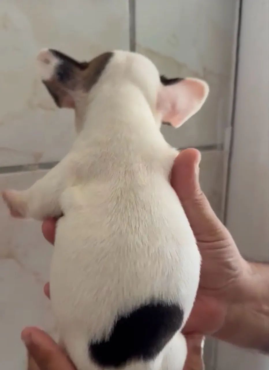Bulldog francês  - Foto 5