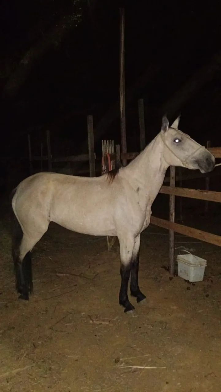 Cavalo 