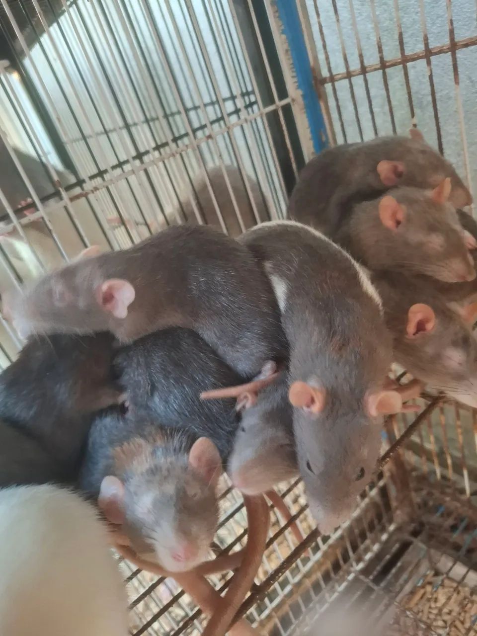Twister e Hamster sírio  - Foto 5