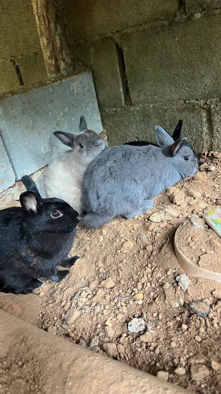 Coelhos a venda  - Foto 6