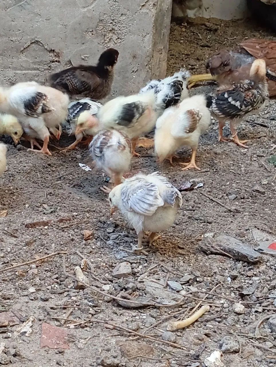 Pintinhos de capoeira  - Foto 3