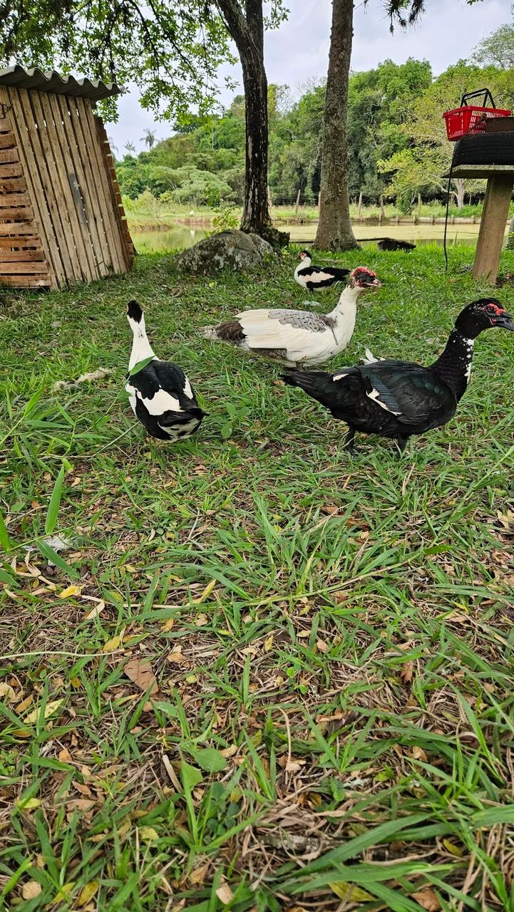 Pato abatido  - Foto 4