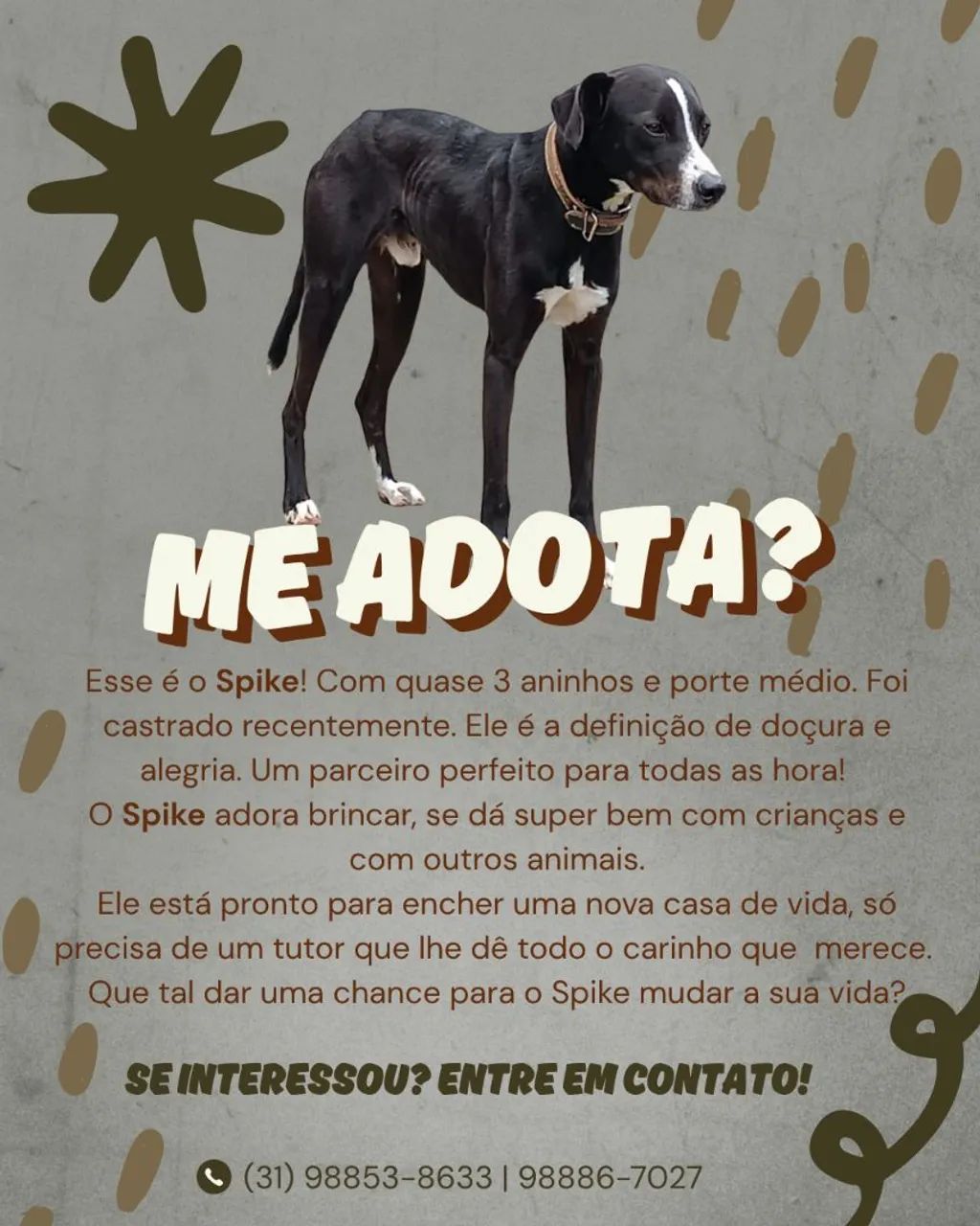 Adoção Pet