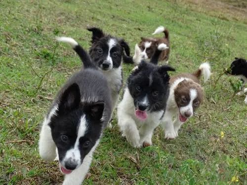 Border collie 