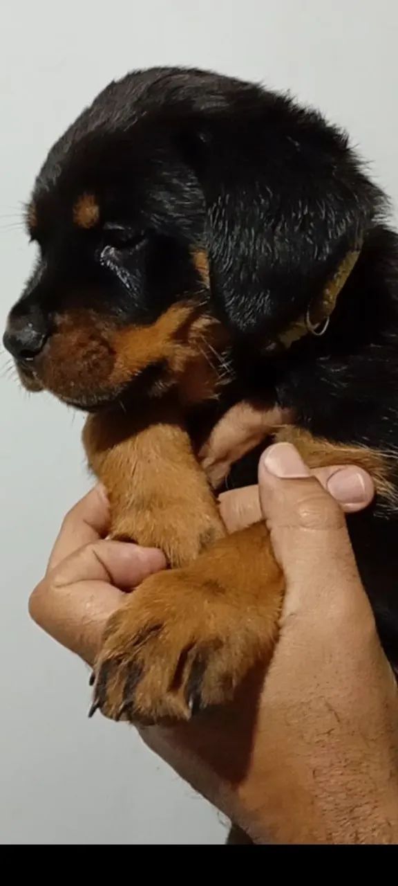 Cachorro  - Foto 2