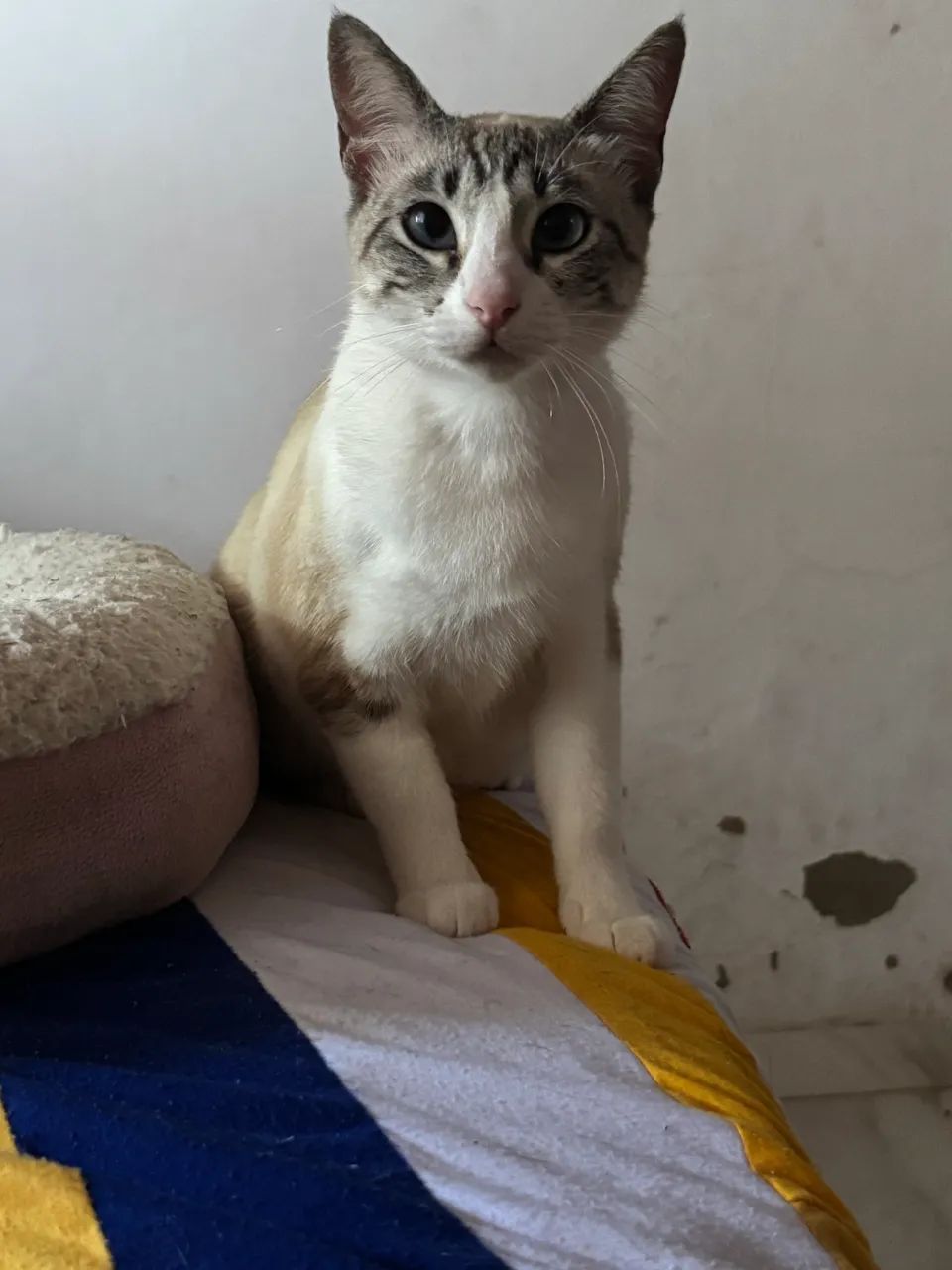 gatinha castrada - Foto 3