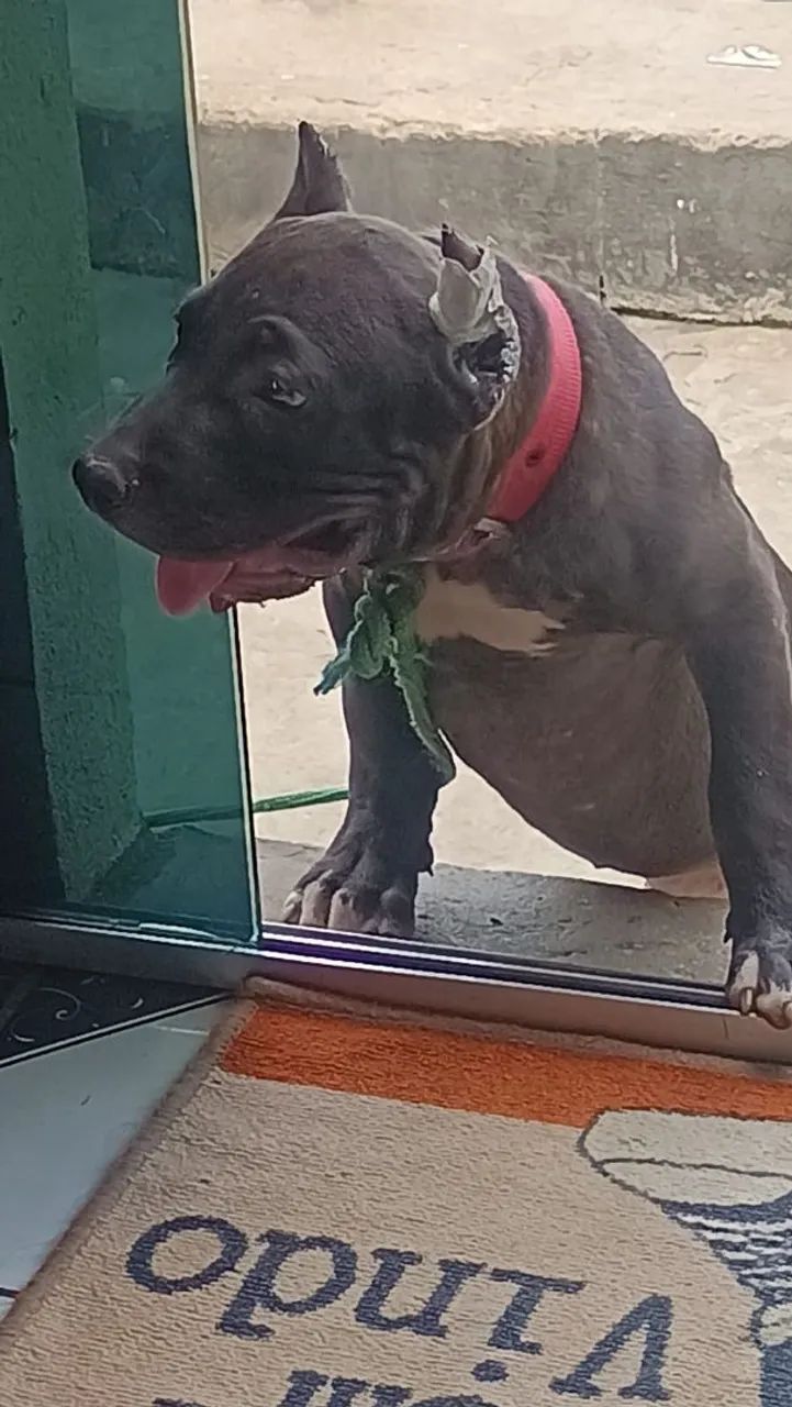 Vendo com urgência  - Foto 2