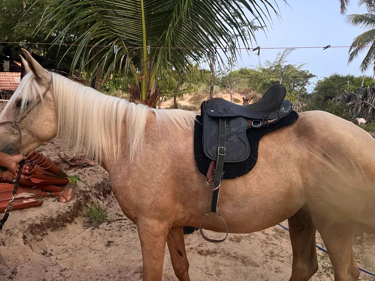 Cela para cavalo  - Foto 3