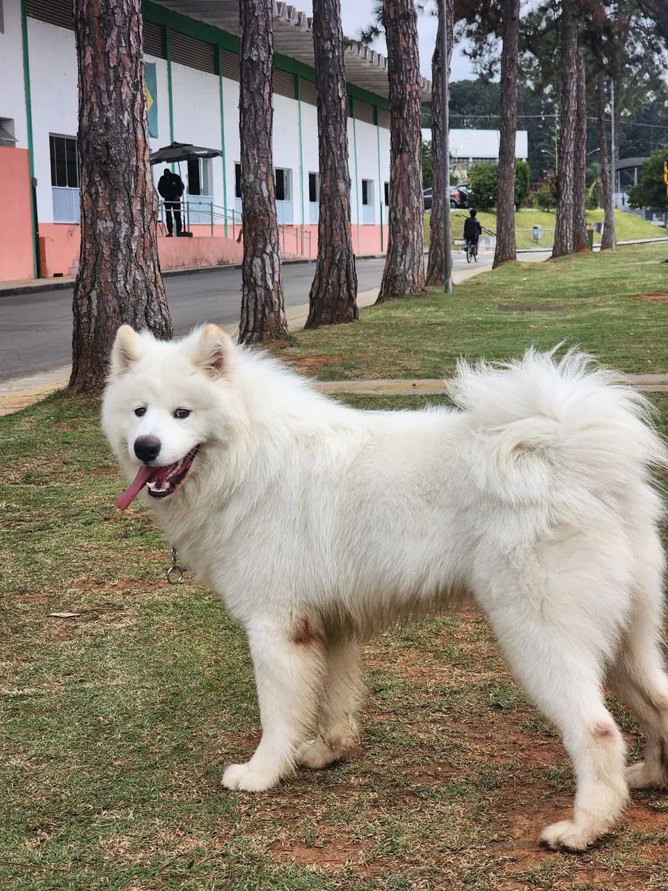 Cachorro