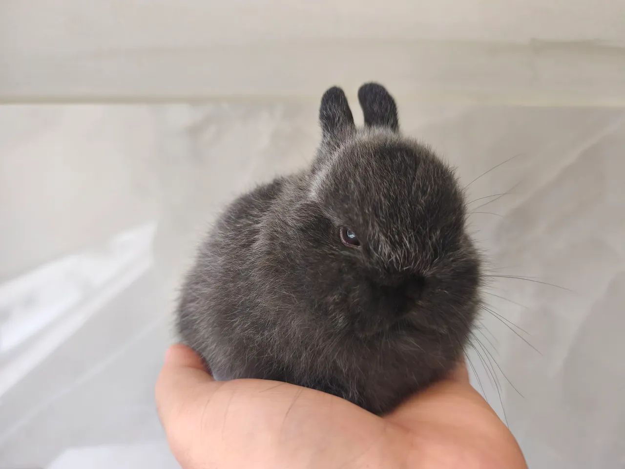 Mini coelho  - Foto 5