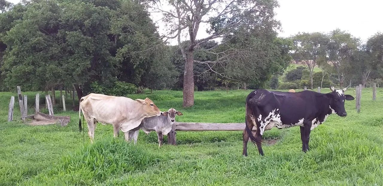 Foto - Goiânia - Setor Bueno
