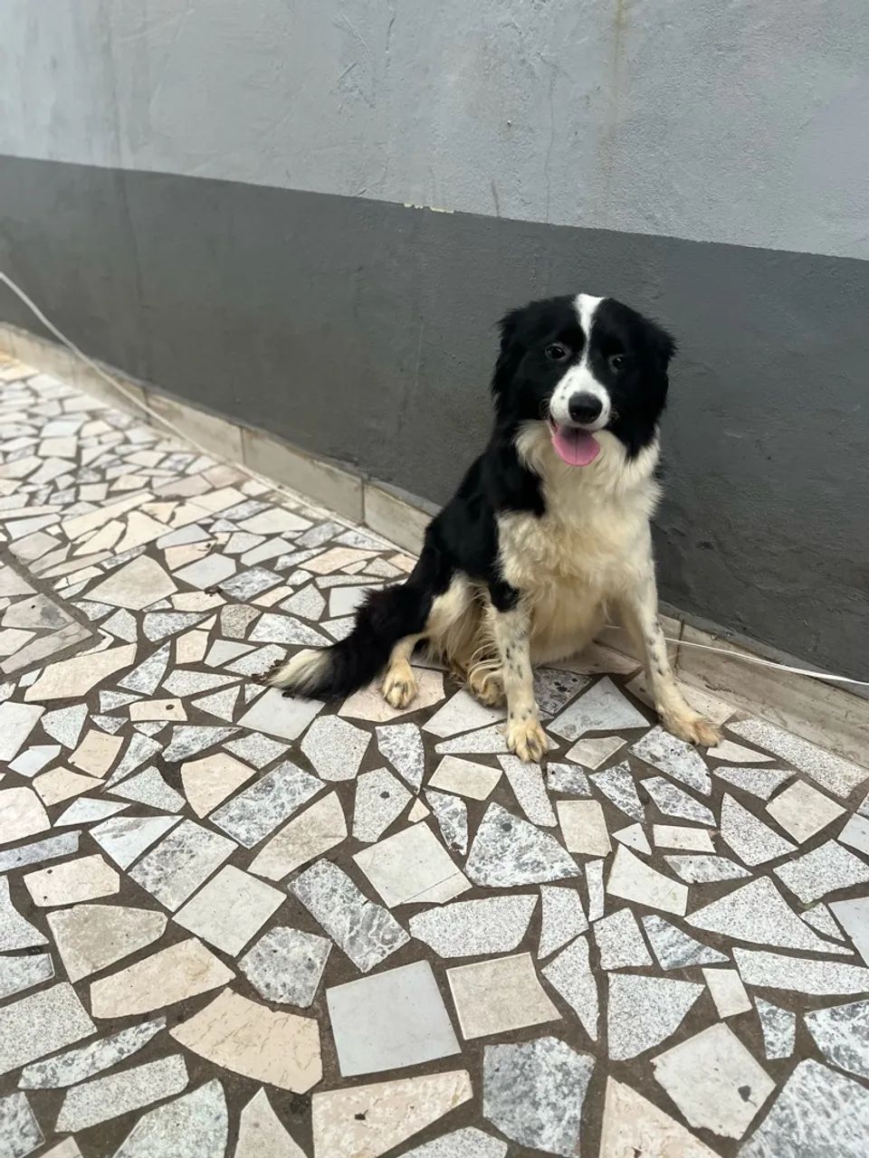 Fêmea de Border collie 